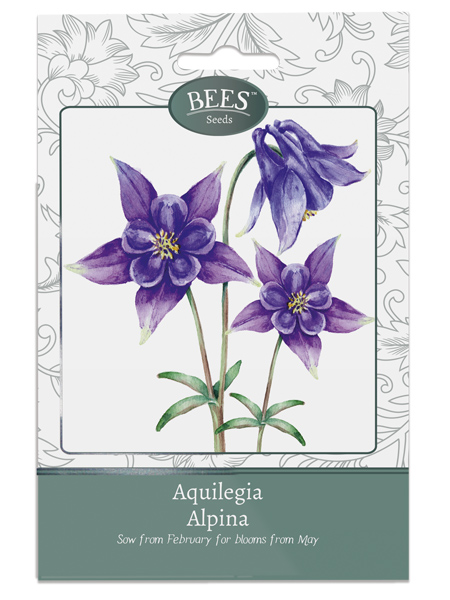 Aquilegia Alpina